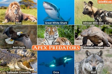 famous predators|top apex predators list.